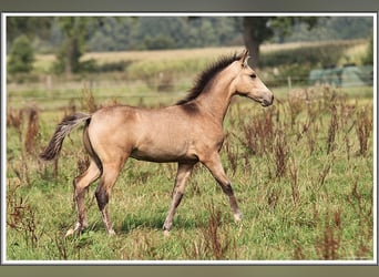Mangalarga Marchador, Semental, Potro (05/2026), 155 cm, Buckskin/Bayo