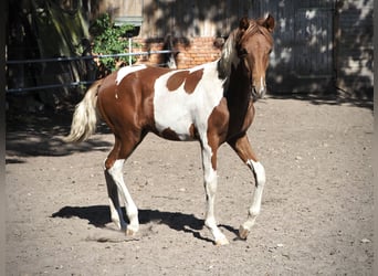 Mangalarga Marchador, Semental, Potro (03/2026), 156 cm, Pío