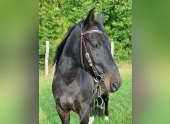 Mangalarga Marchador, Stallion, 17 years, 14.3 hh, Black