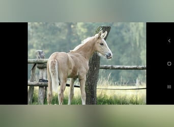 Mangalarga Marchador, Stallion, 1 year, 14,3 hh, Palomino