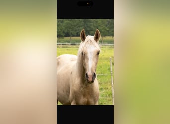 Mangalarga Marchador, Stallion, 1 year, 14.3 hh, Palomino