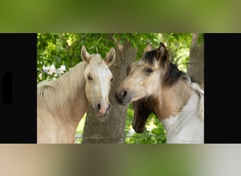 Mangalarga Marchador, Stallion, 1 year, 14,3 hh, Palomino