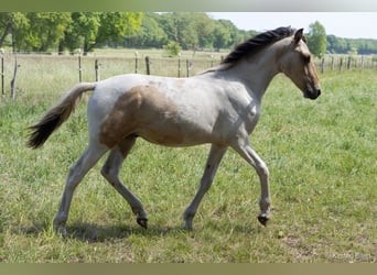Mangalarga Marchador, Stallion, 1 year, 14,3 hh, Pinto