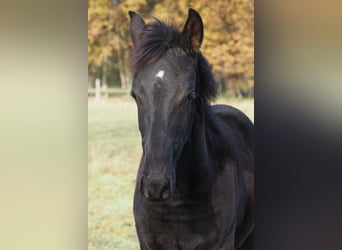 Mangalarga Marchador, Stallion, 1 year, 15.1 hh, Black