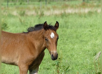 Mangalarga Marchador, Stallion, 1 year, 15.1 hh, Brown