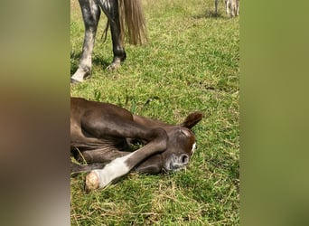 Mangalarga Marchador, Stallion, 1 year, 15.1 hh, Grey-Dark-Tan