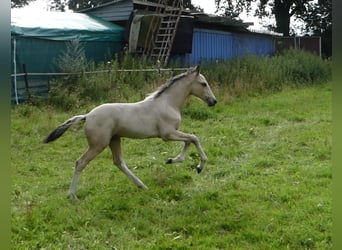 Mangalarga Marchador, Stallion, 1 year, 15.1 hh, Pinto
