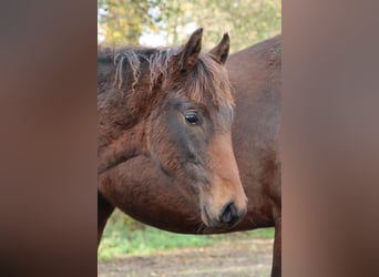 Mangalarga Marchador, Stallion, 1 year, 15 hh, Bay-Dark