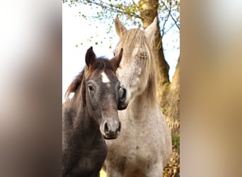 Mangalarga Marchador, Stallion, 1 year, 15,1 hh, Grey-Dark-Tan