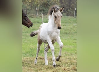 Mangalarga Marchador, Stallion, 1 year, Pinto