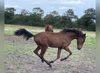 Mangalarga Marchador, Stallion, 2 years, 15.1 hh, Brown