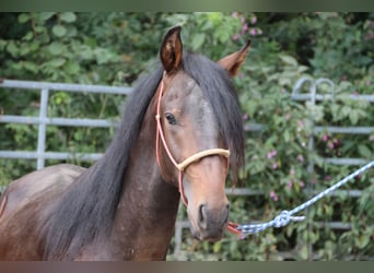 Mangalarga Marchador Mix, Stallion, 3 years, Brown