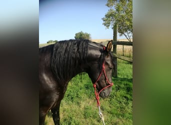 Mangalarga Marchador, Stallion, 7 years, 15.1 hh, Black