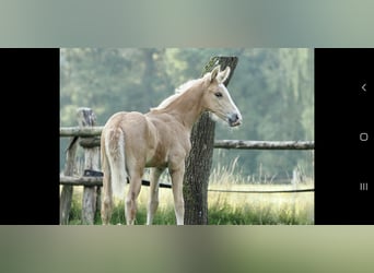 Mangalarga Marchador, Stallion, Foal (06/2024), 14.3 hh, Palomino