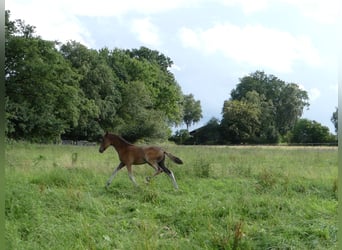 Mangalarga Marchador, Stallion, Foal (05/2023), 15.1 hh, Brown