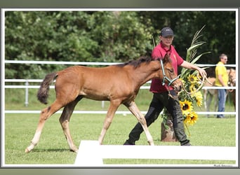 Mangalarga Marchador, Stallion, Foal (05/2023), 15.1 hh, Brown
