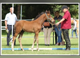 Mangalarga Marchador, Stallion, Foal (05/2023), 15.1 hh, Brown