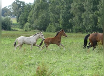 Mangalarga Marchador, Stallion, Foal (05/2023), 15.1 hh, Brown