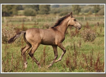 Mangalarga Marchador, Stallion, Foal (05/2026), 15.1 hh, Buckskin