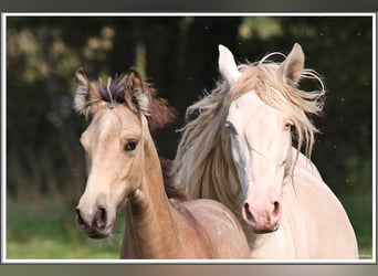 Mangalarga Marchador, Stallion, Foal (05/2026), 15.1 hh, Buckskin