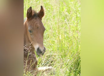 Mangalarga Marchador, Stallion, Foal (05/2025), 15 hh, Bay-Dark