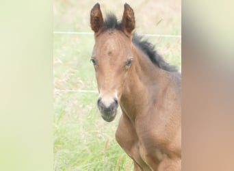 Mangalarga Marchador, Stallion, Foal (05/2025), 15 hh, Bay-Dark