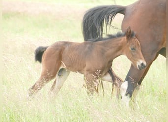 Mangalarga Marchador, Stallion, Foal (05/2025), 15 hh, Bay-Dark