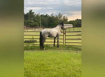 Mangalarga Marchador, Stallion, 4 years, 14 hh, Roan-Blue