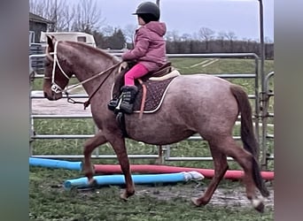 Mangalarga Marchador, Sto, 8 år, 149 cm, Rödskimmel