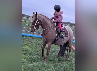 Mangalarga Marchador, Sto, 9 år, 149 cm, Rödskimmel