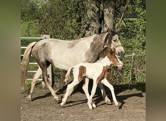 Mangalarga Marchador, Sto, Föl (04/2023), 152 cm, Pinto