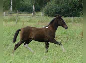 Mangalarga Marchador, Sto, Föl (05/2023), 155 cm, Brun