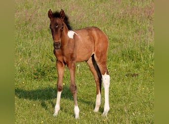 Mangalarga Marchador, Sto, Föl (05/2023), 155 cm, Brun