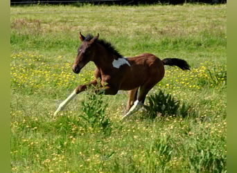 Mangalarga Marchador, Sto, Föl (05/2023), 155 cm, Brun