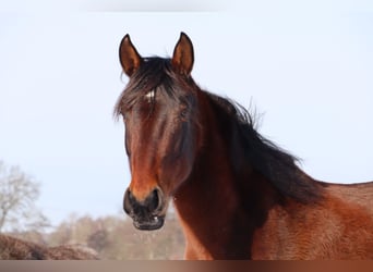 Mangalarga Marchador, Stute, 11 Jahre, 153 cm, Brauner