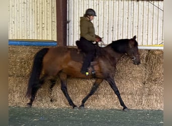 Mangalarga Marchador, Stute, 11 Jahre, 153 cm, Brauner
