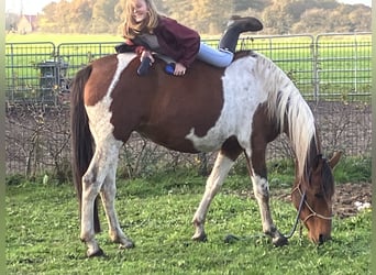 Mangalarga Marchador, Stute, 14 Jahre, 156 cm, Overo-alle-Farben