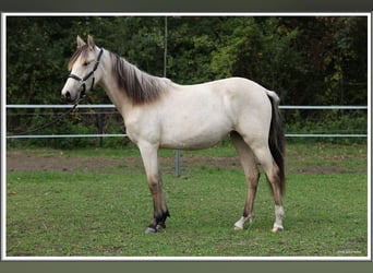 Mangalarga Marchador, Stute, 1 Jahr, 153 cm, Buckskin