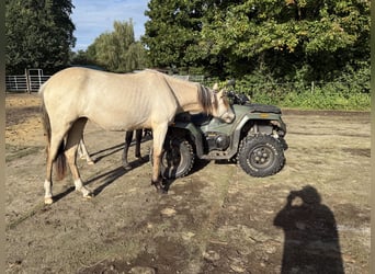 Mangalarga Marchador, Stute, 1 Jahr, 153 cm, Buckskin