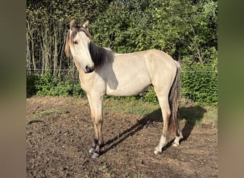 Mangalarga Marchador, Stute, 1 Jahr, 153 cm, Buckskin