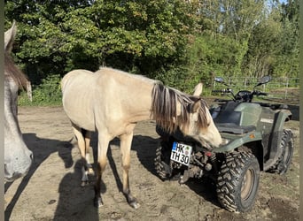 Mangalarga Marchador, Stute, 1 Jahr, 153 cm, Buckskin