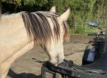 Mangalarga Marchador, Stute, 1 Jahr, 153 cm, Buckskin