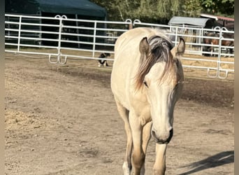 Mangalarga Marchador, Stute, 1 Jahr, 153 cm, Buckskin