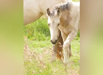 Mangalarga Marchador, Stute, 1 Jahr, 153 cm, Buckskin