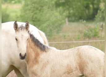 Mangalarga Marchador, Stute, 1 Jahr, 153 cm, Buckskin