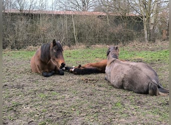 Mangalarga Marchador, Stute, 1 Jahr, 153 cm, Rotschimmel