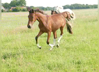 Mangalarga Marchador, Stute, 2 Jahre, 152 cm