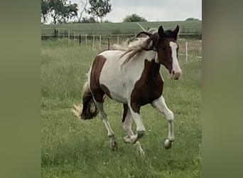 Mangalarga Marchador, Stute, 2 Jahre, 152 cm, Schecke