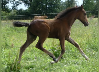 Mangalarga Marchador, Stute, 2 Jahre, 153 cm, Brauner