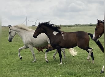 Mangalarga Marchador, Stute, 2 Jahre, 155 cm, Schecke